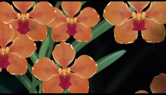 𝙋𝙖𝙥𝙞𝙡𝙞𝙤𝙣𝙖𝙣𝙙𝙖 NIE SG | The NIE NTU Orchid