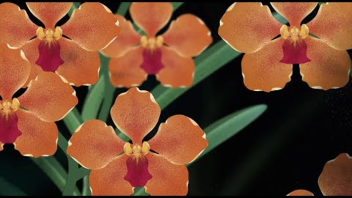 𝙋𝙖𝙥𝙞𝙡𝙞𝙤𝙣𝙖𝙣𝙙𝙖 NIE SG | The NIE NTU Orchid